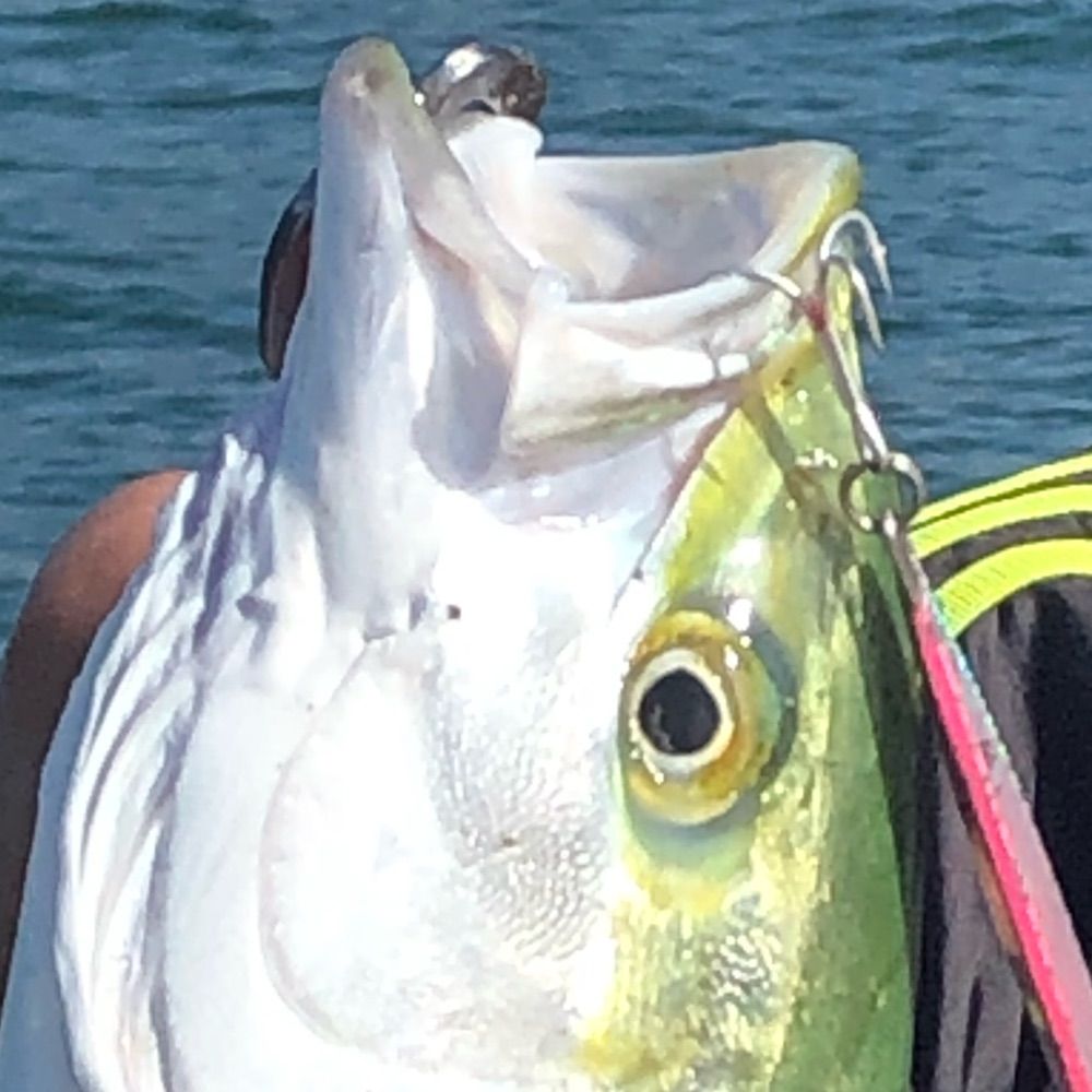 たかてぃん🎣🐟
