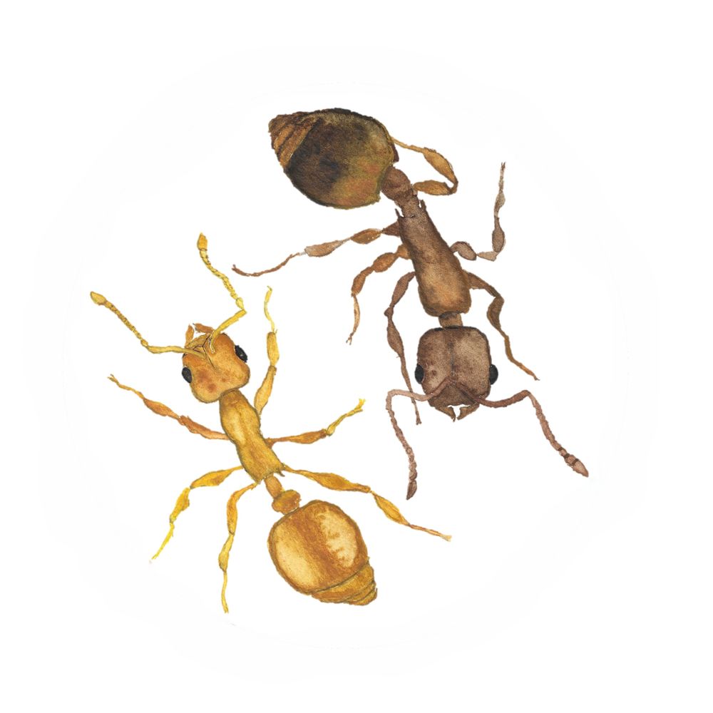 Social Insects Lab - JGU Mainz