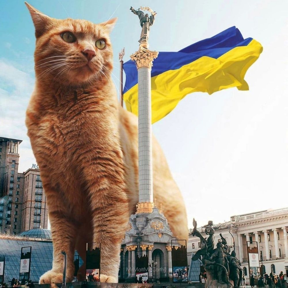 Meow