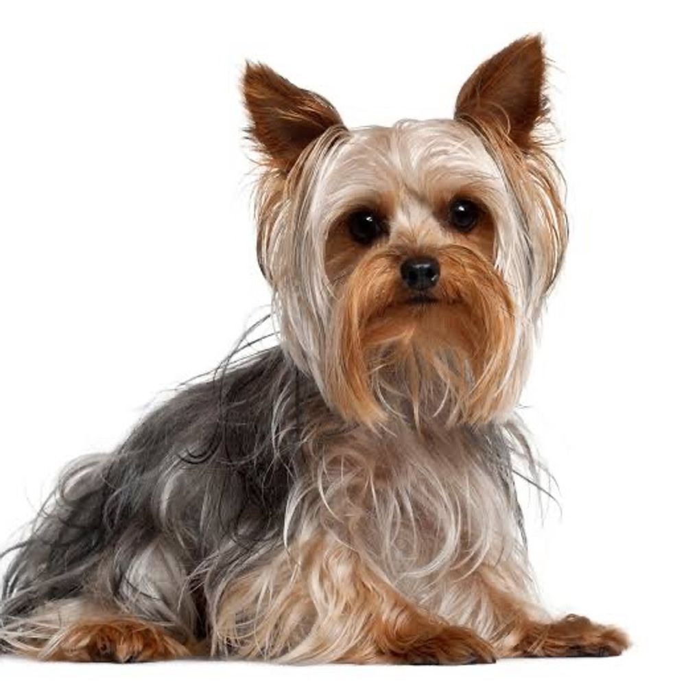 犬