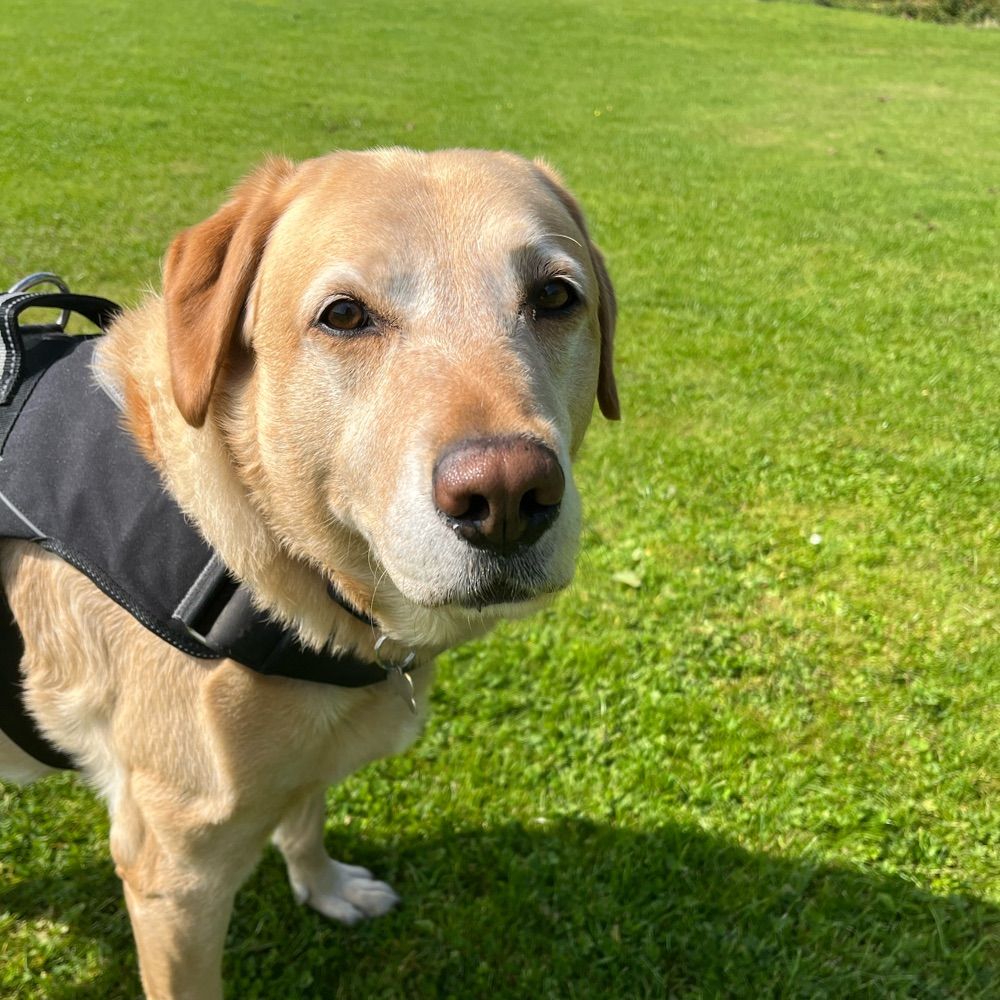 Goldenlabbie