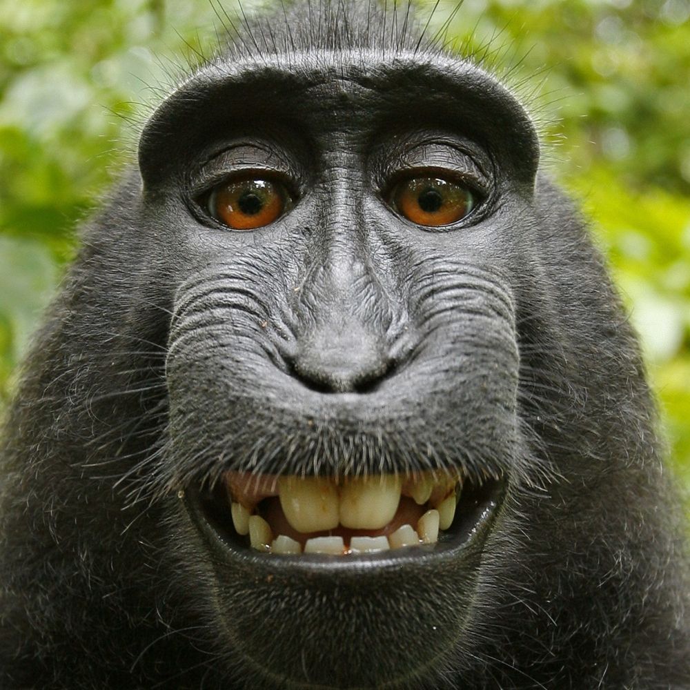 MonkeyBeans