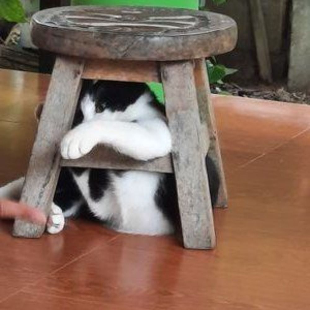 Sam FighterCat