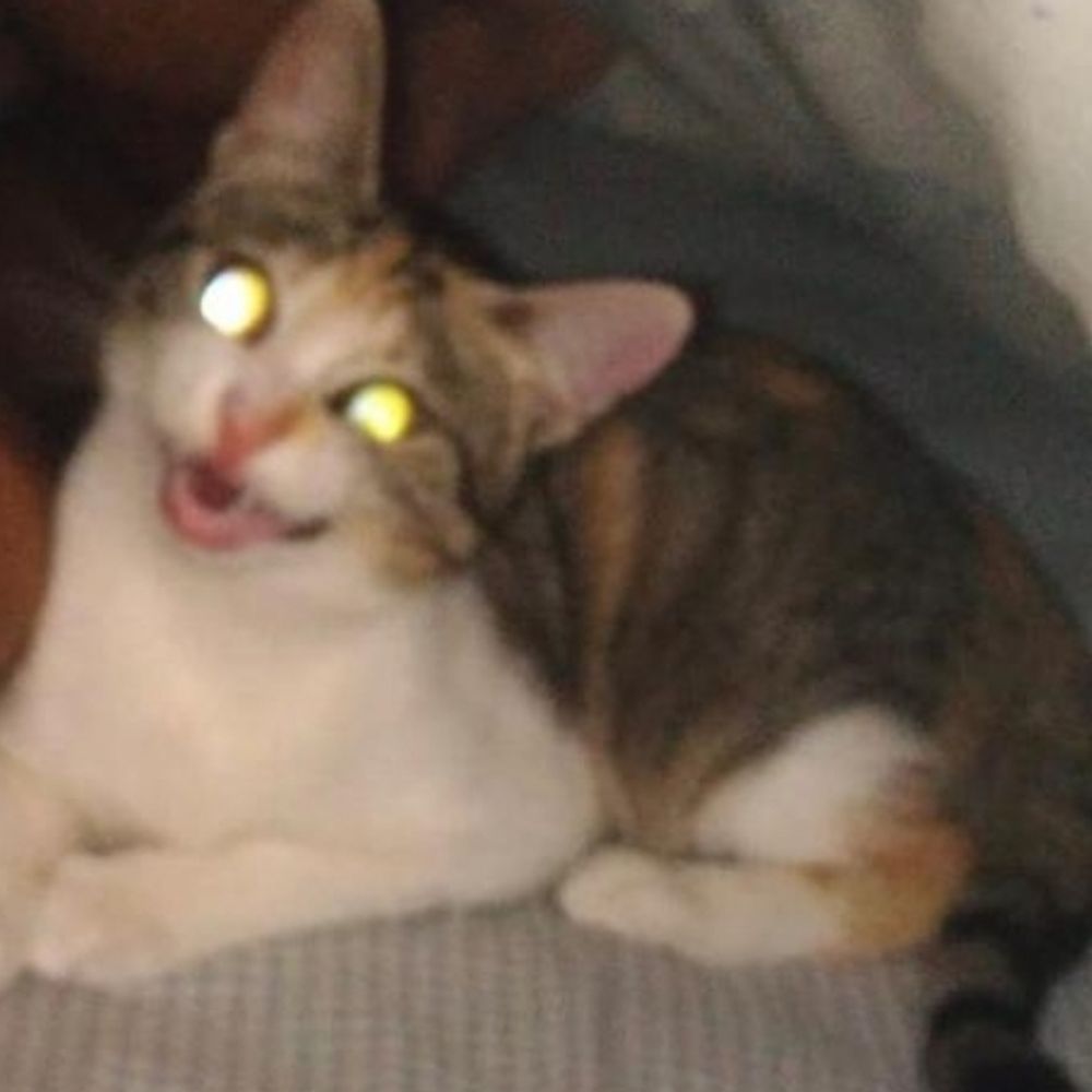 peixe