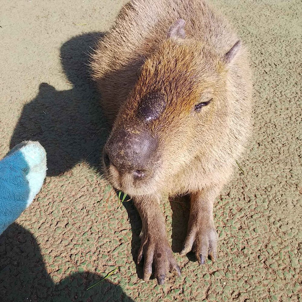 だいごろは面白おかしく生きていたい