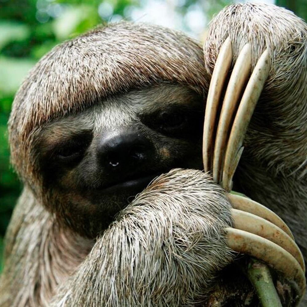 TheSloth