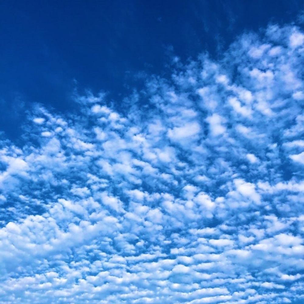 蝶