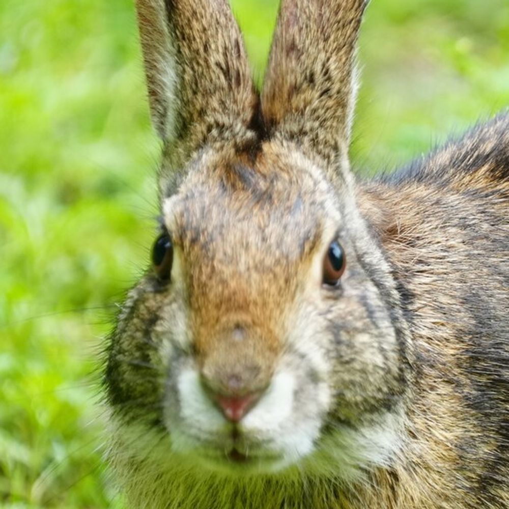 swamp rabbit