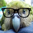 @kakapo.kawaii.social's avatar
