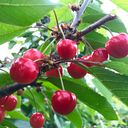 花輪さくらんぼ園(三代目)🍒山形天童さくらんぼ狩り アイコン