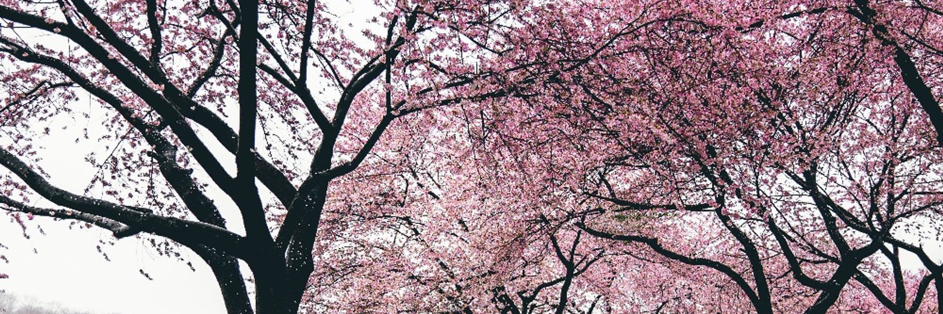 MountainSakura