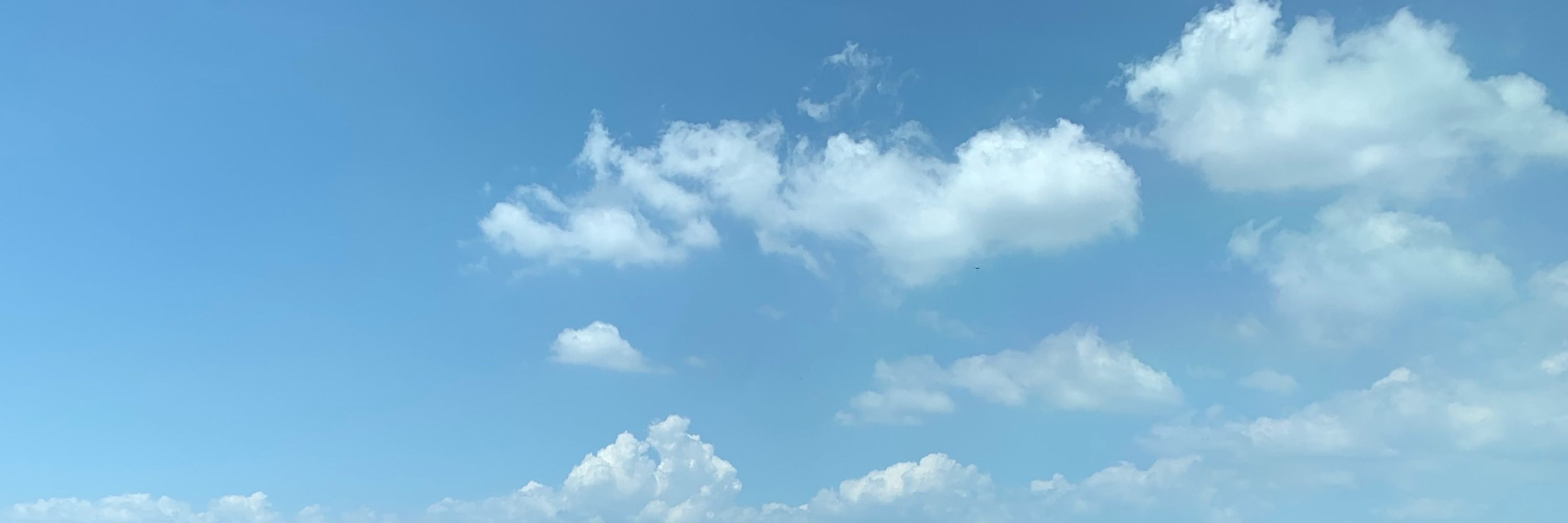 しらがワニ