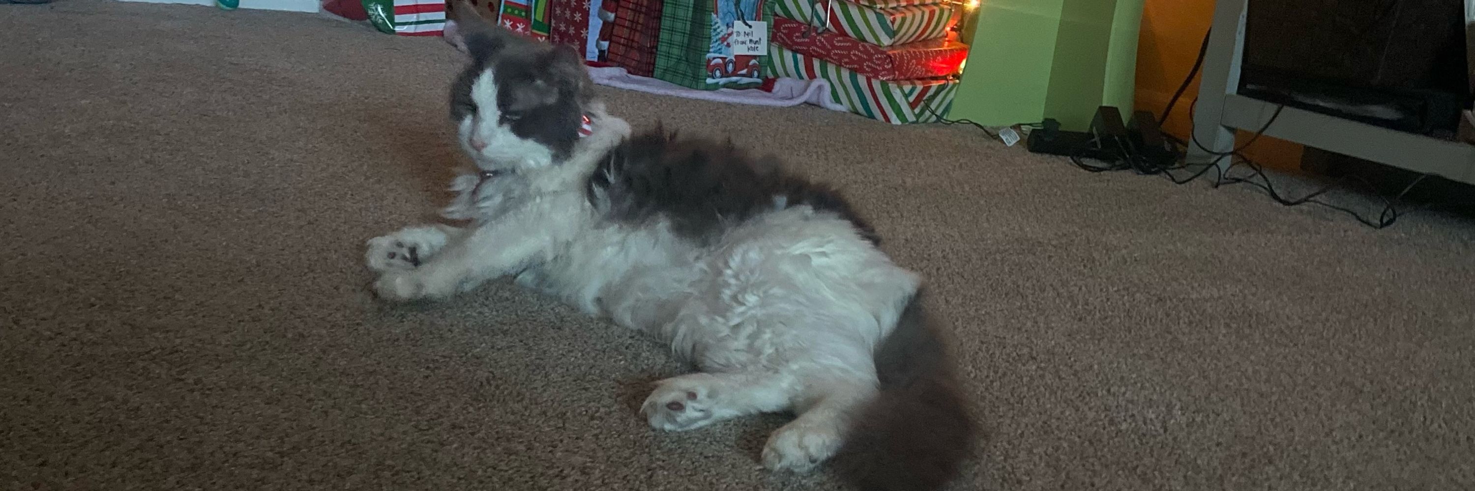 Nugkole
