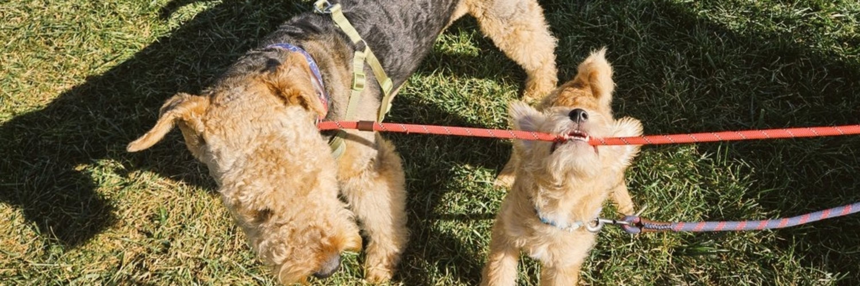 Trevor, Westley and 🌈Bueller🌈