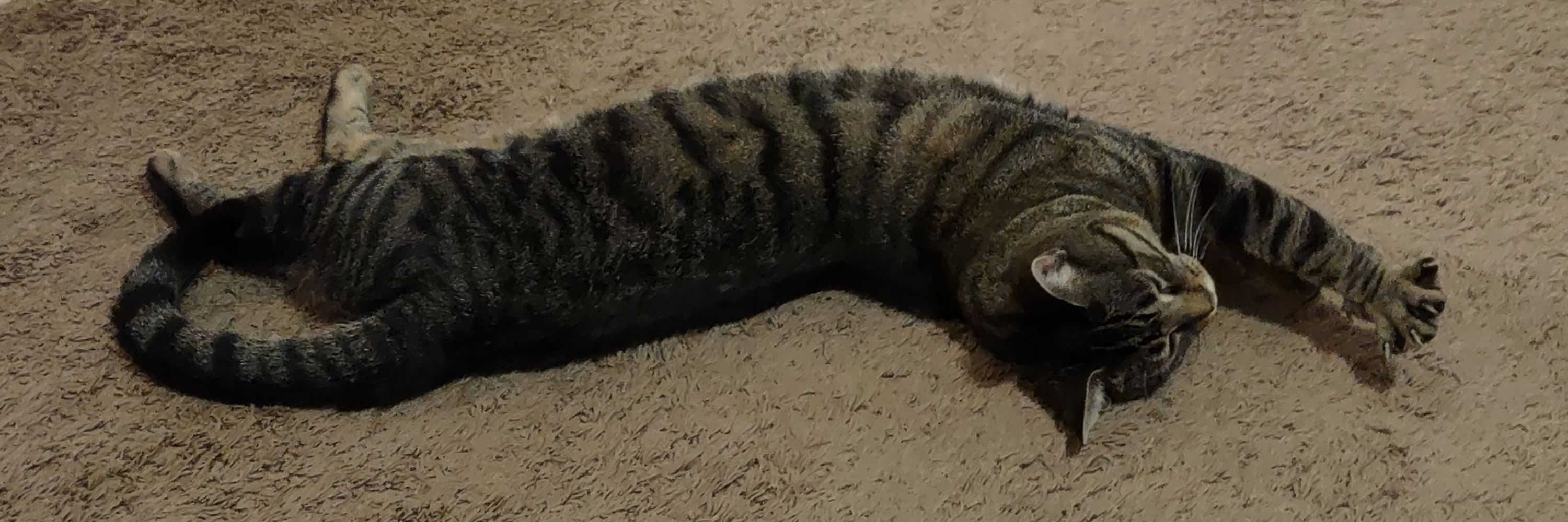 Max K (aka octopaws)