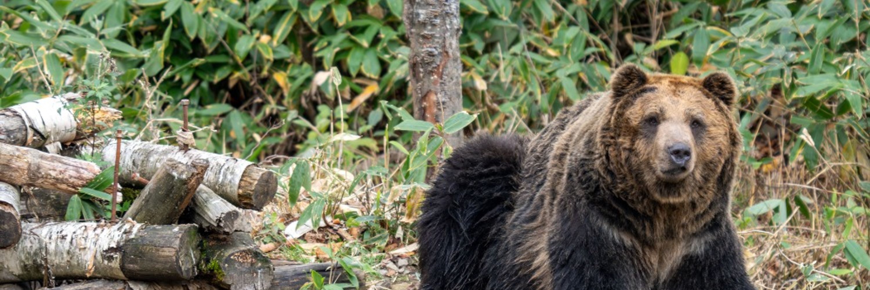 のぶクマ🐻熊小屋
