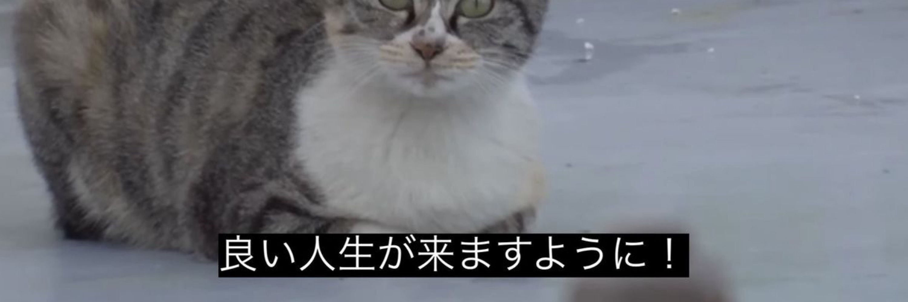 このは
