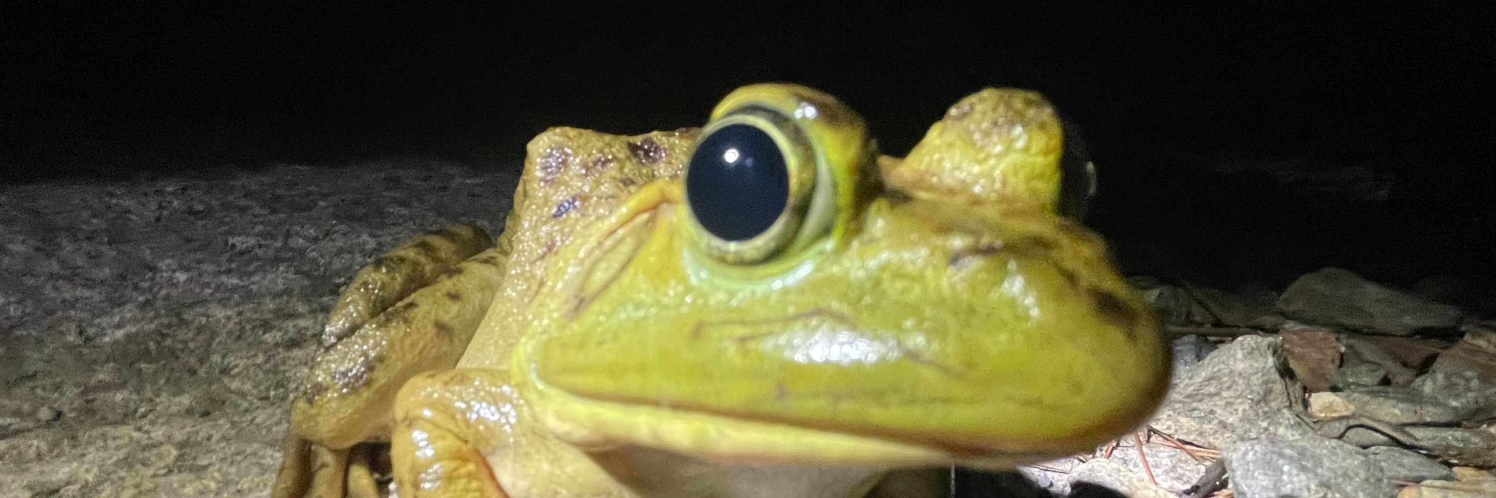 Farty lil guy