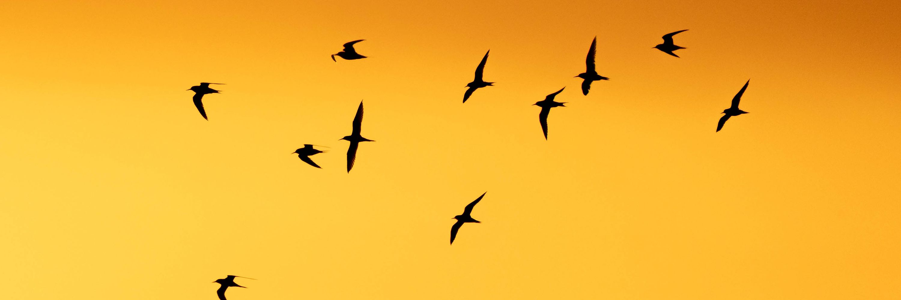 Little Terns at Beacon Lagoons