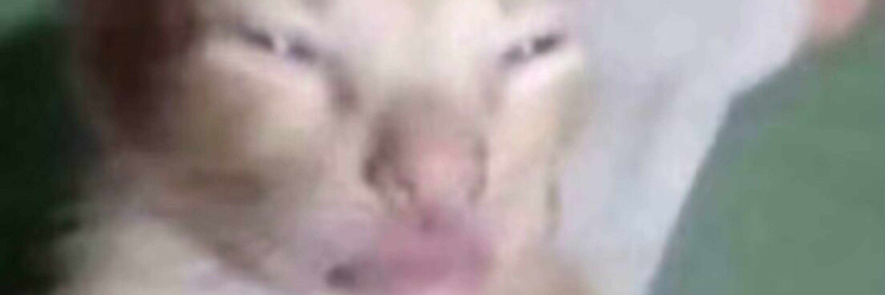 ƚσσƚԋραʂƚҽ