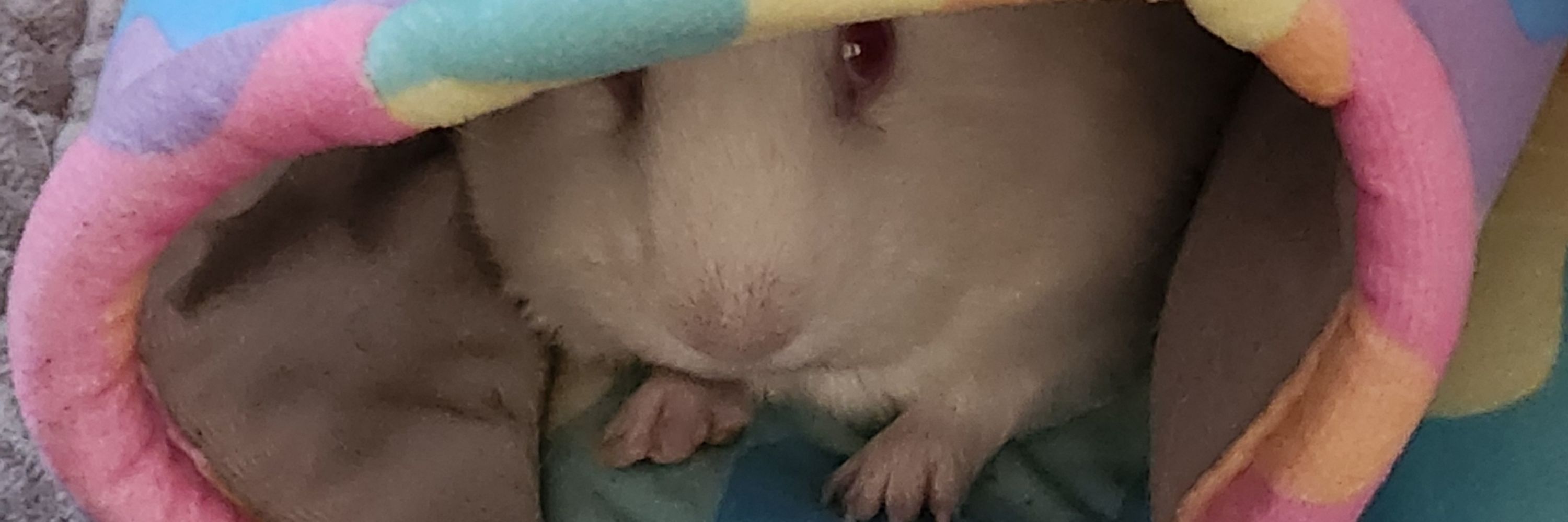 Luna