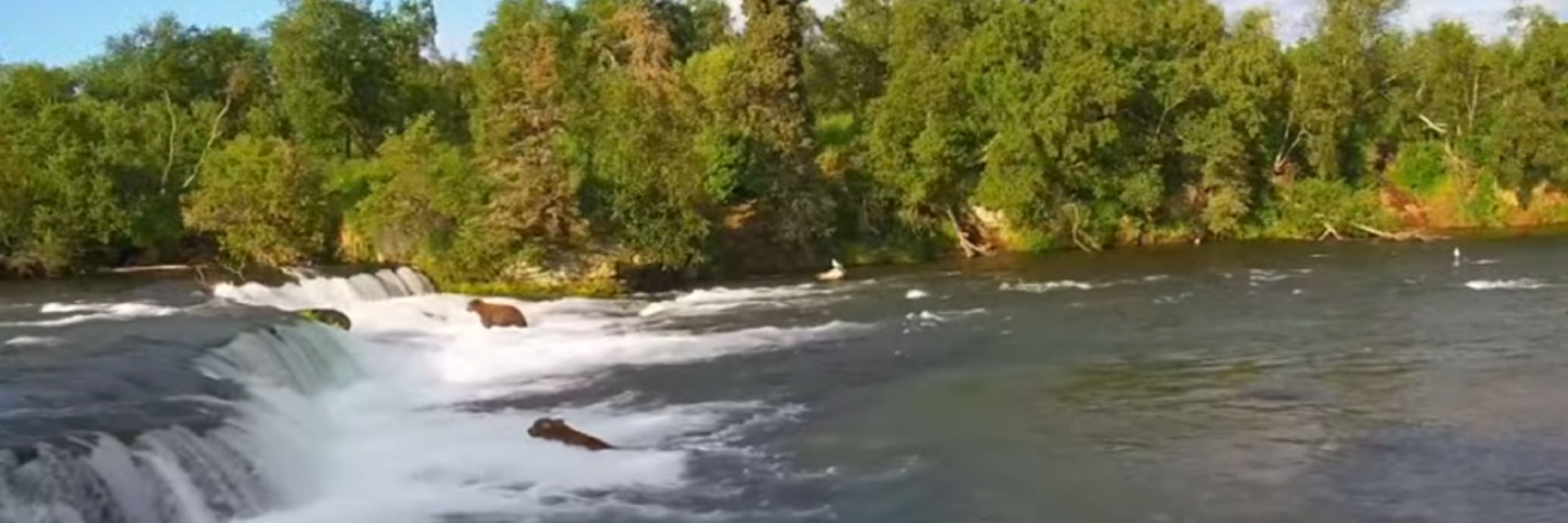 Bearcam