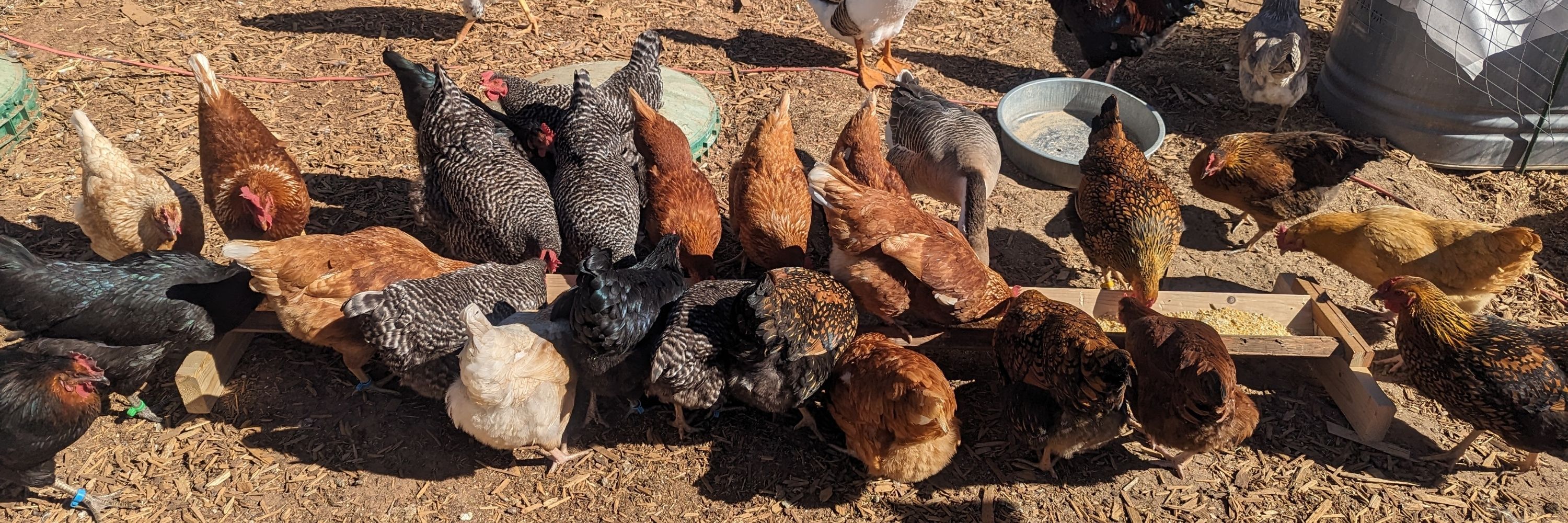 Anna's Chicken Ranch 