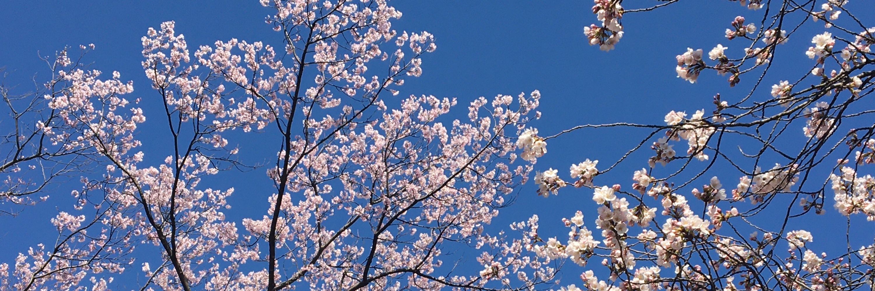 亜桜ヤヱ🌸Asakura Yae