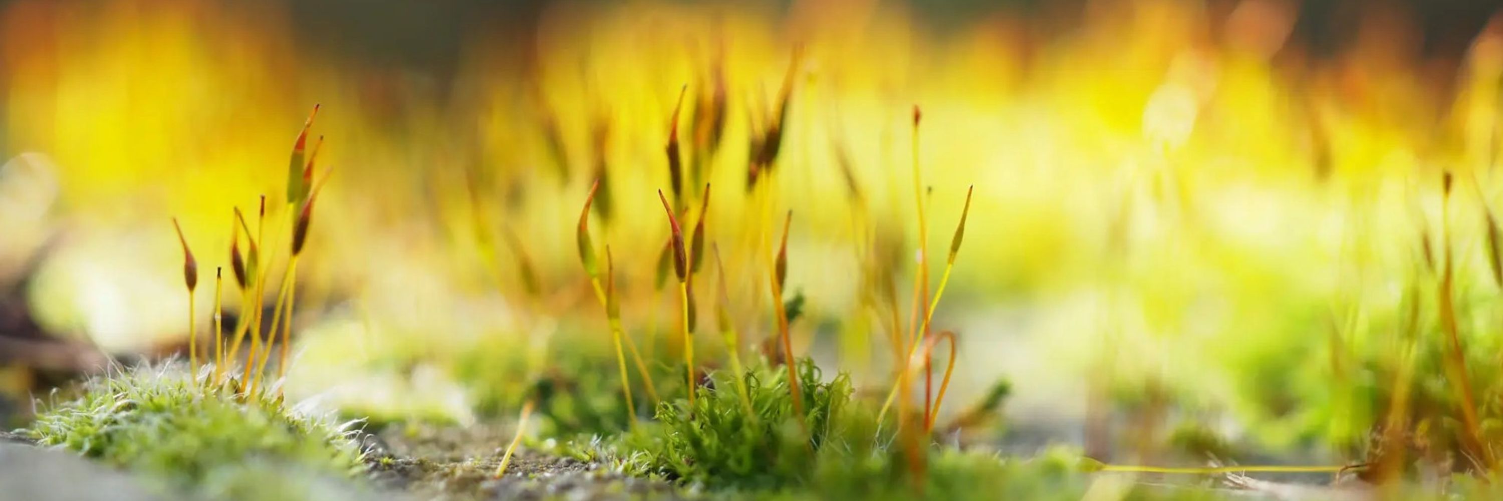 Monotropism.org