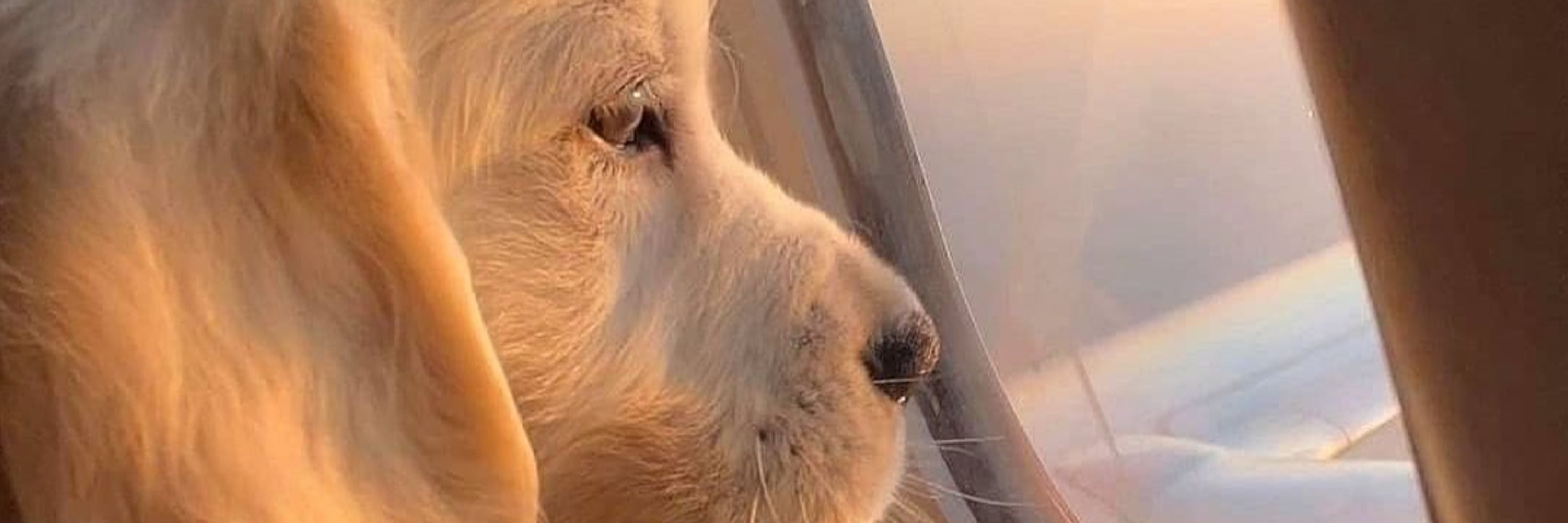 PupVibesDaily