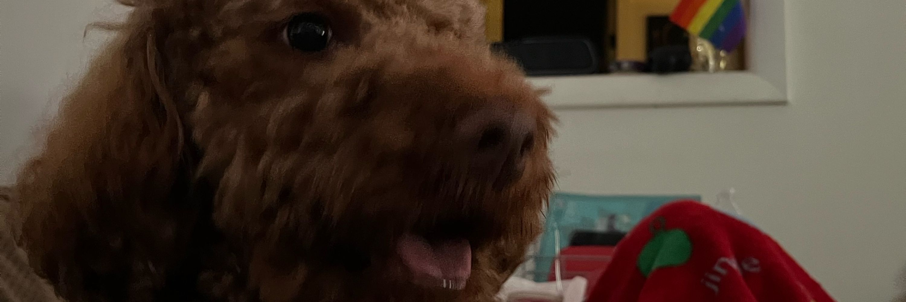 Dooosty