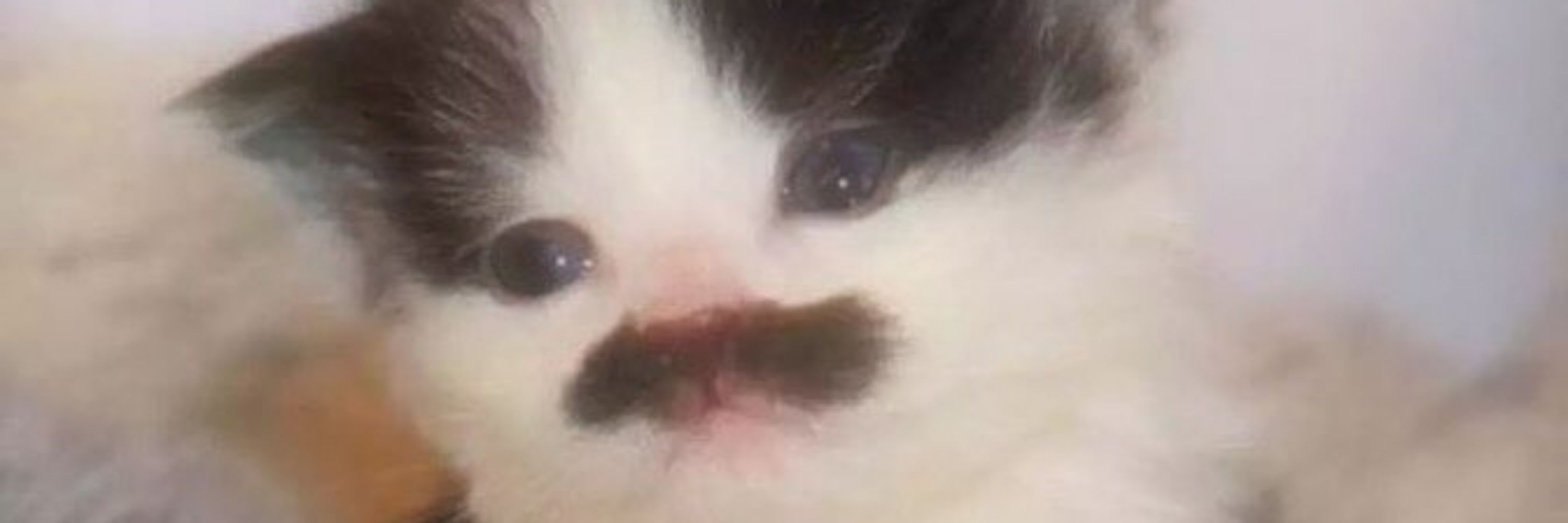 Alê