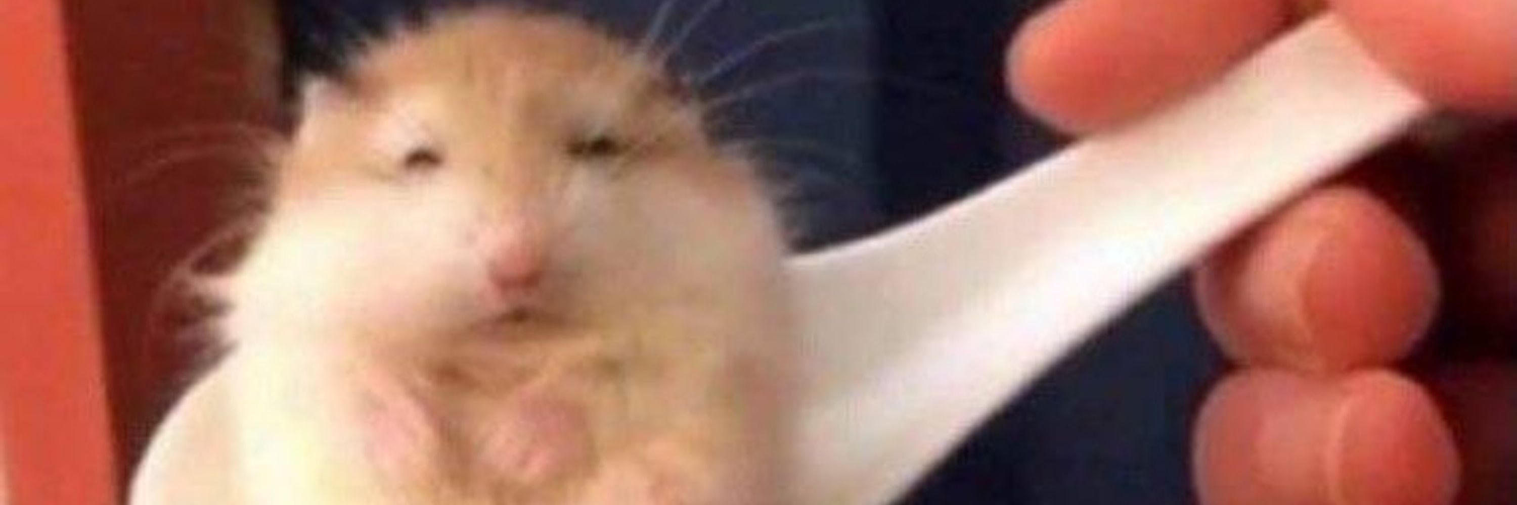 꺅들켯다