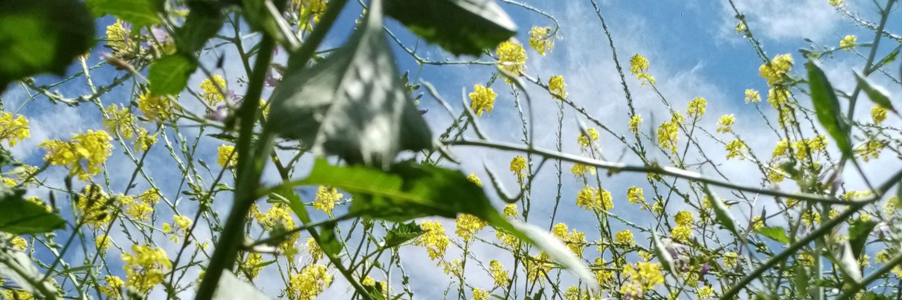 catu