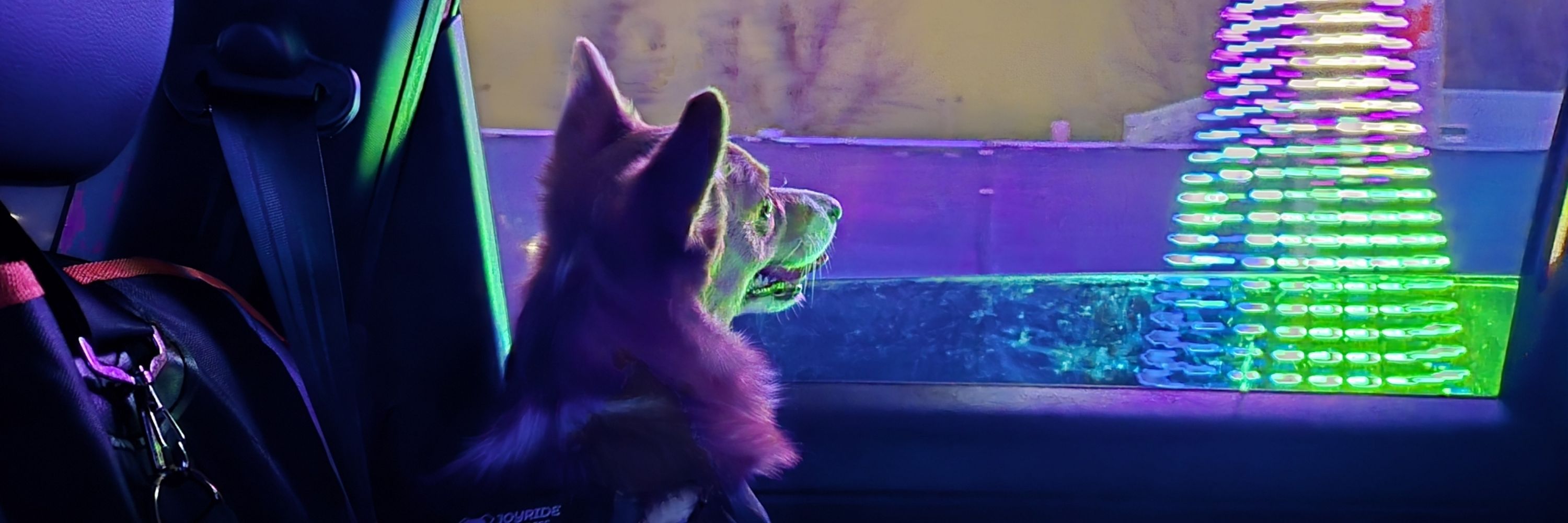 Lynnae Nelson & Fearne the corgi