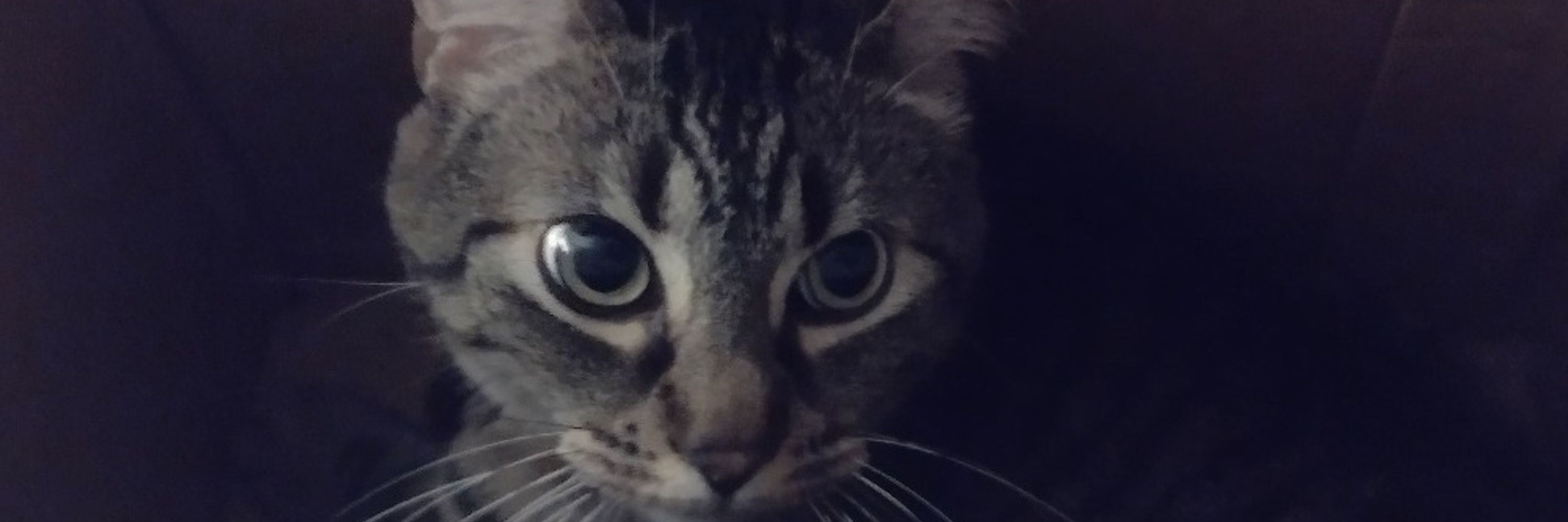 Max 😺
