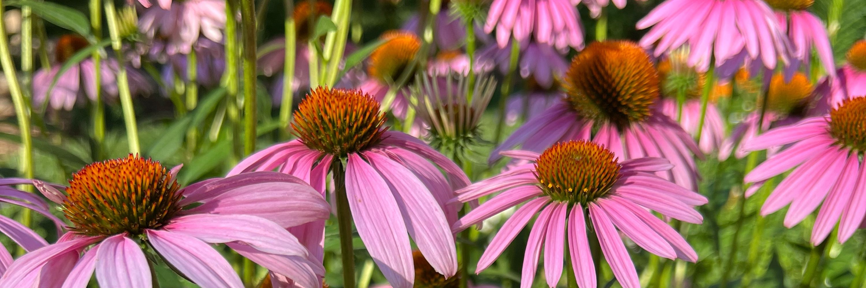 Cherokee Circle Garden