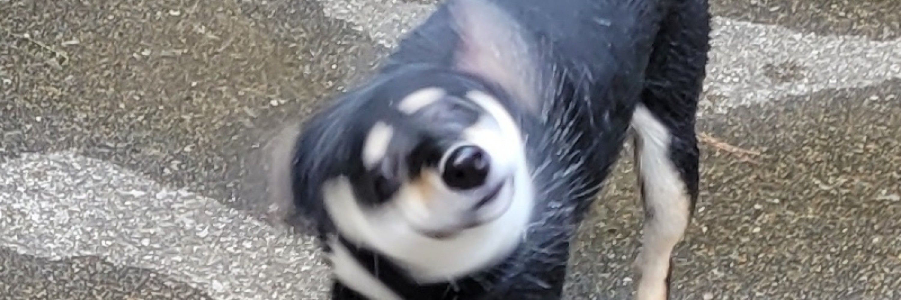 ましろ(  ˘꒳˘  )いつも眠い