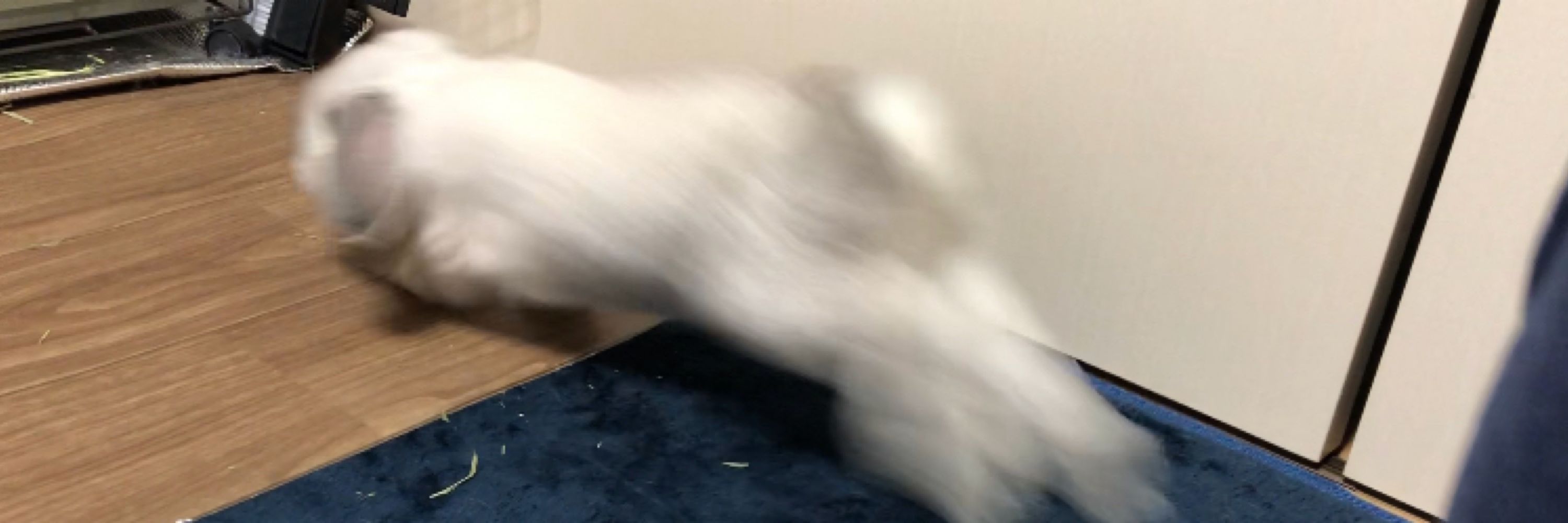 うさぎのお世話係の人