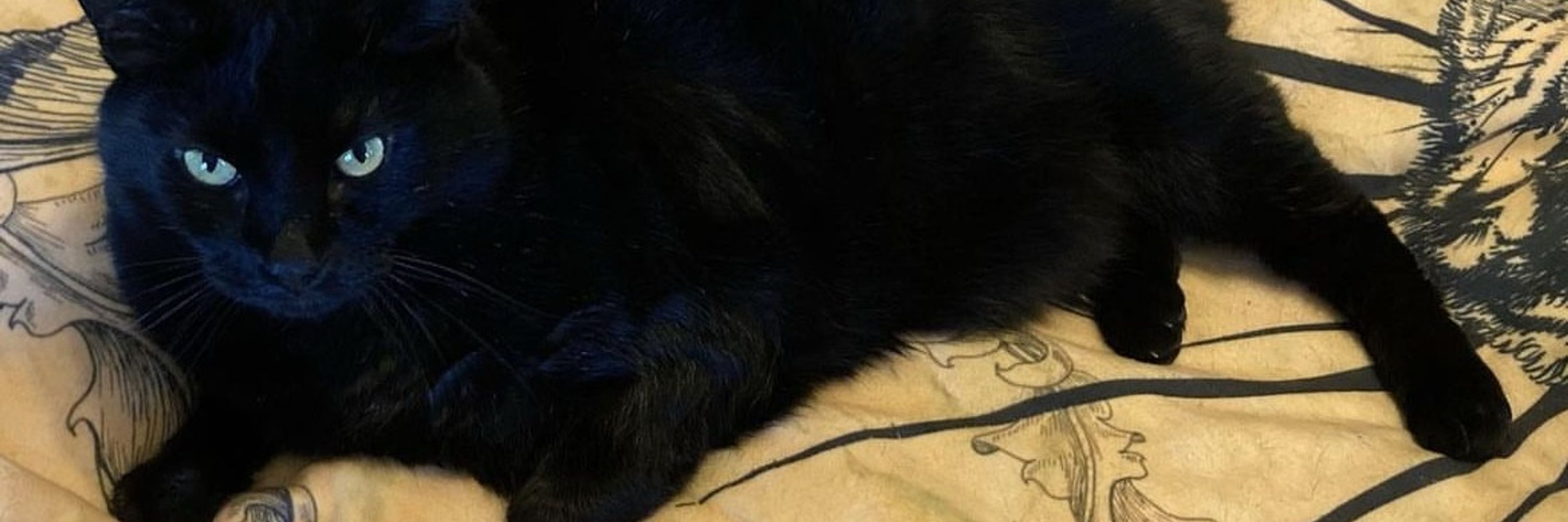 Feline Oracle