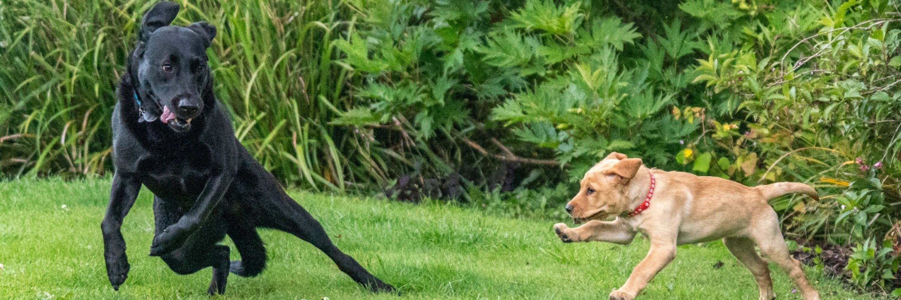  Michael Grolys 🇱🇹 🇺🇦 🐕 🐾