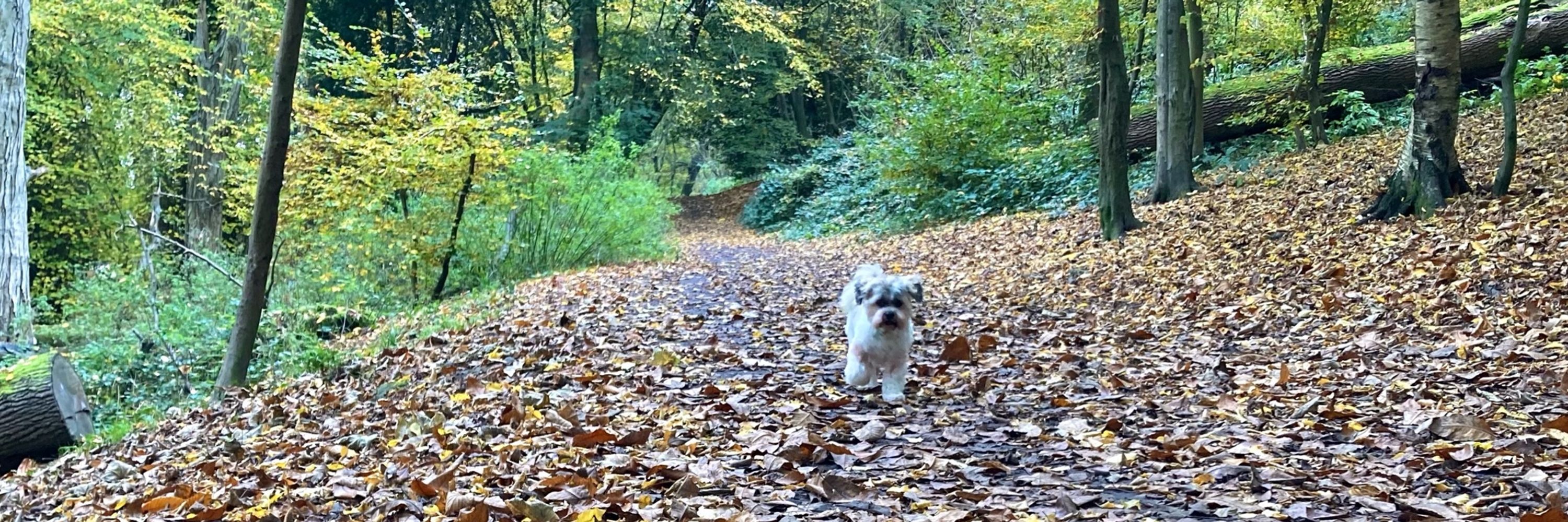 Sophie Rumble