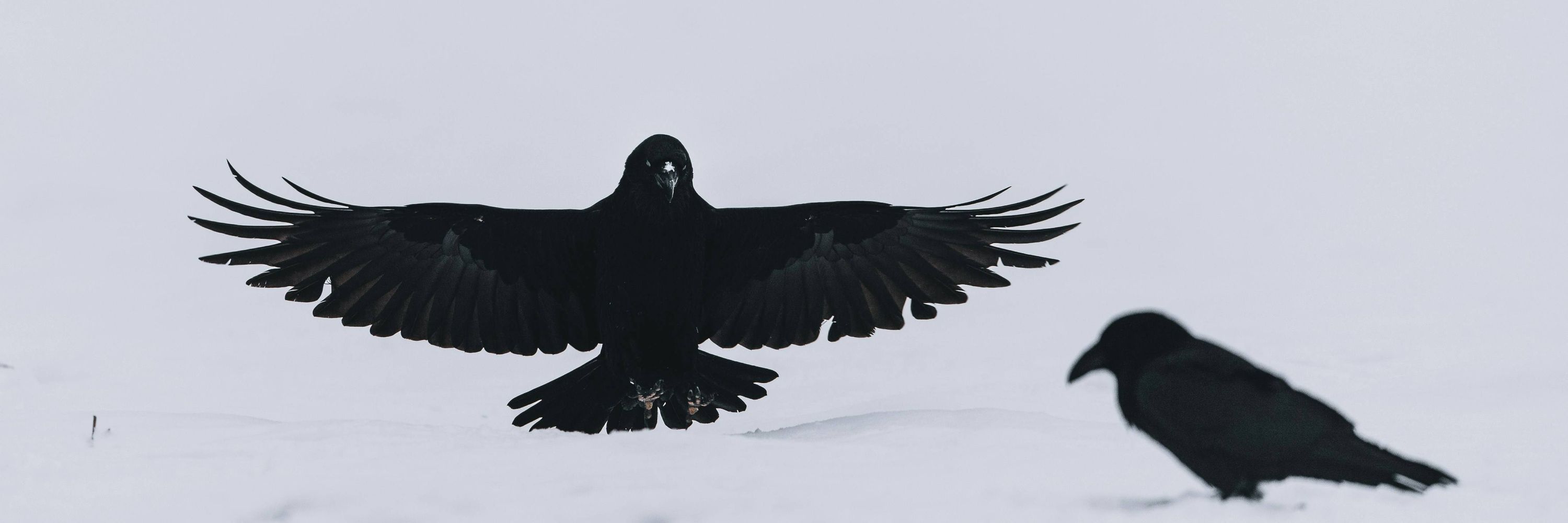 Icarus
