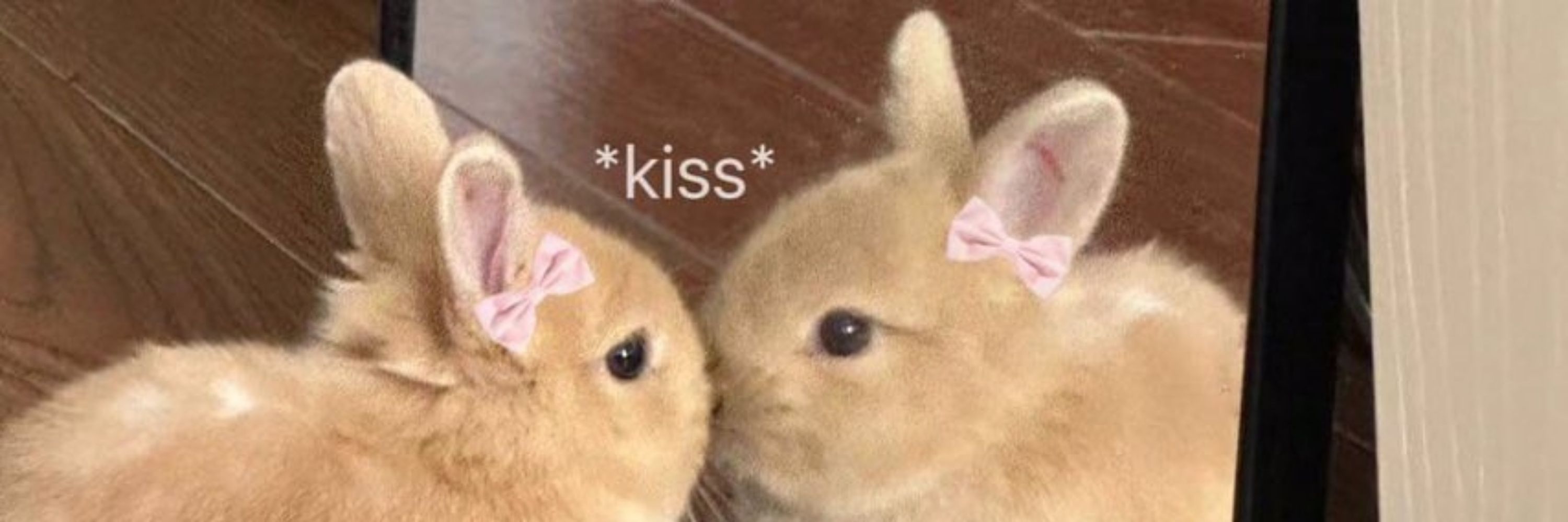 🌸tight bunny🌸