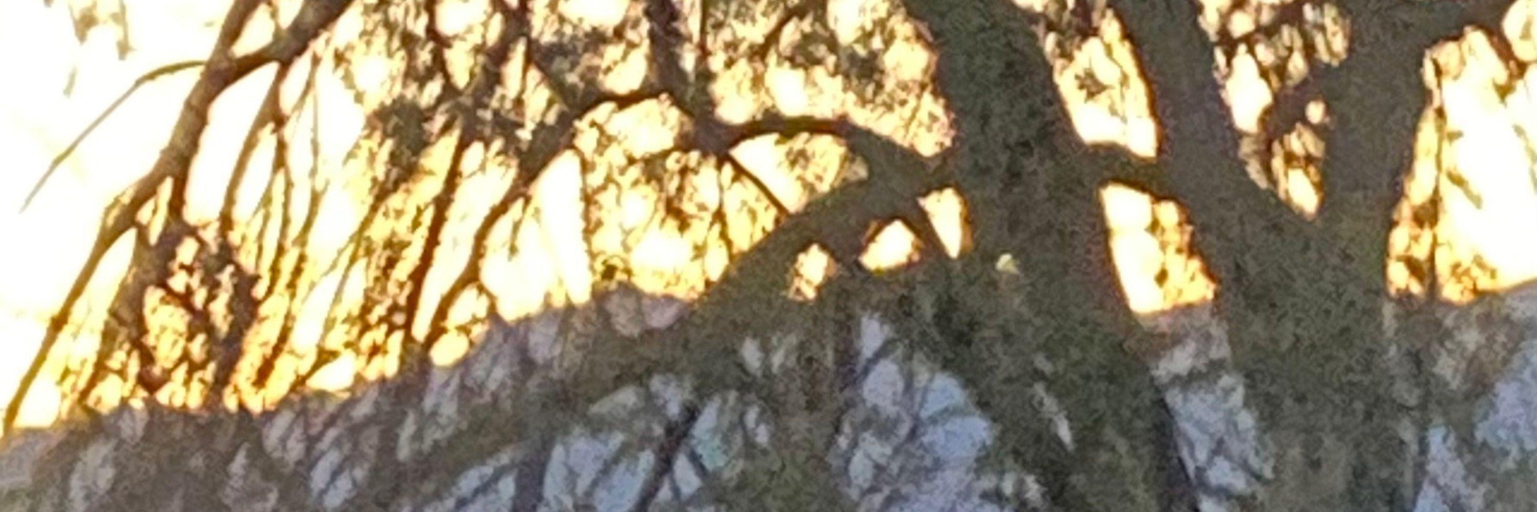 Bark