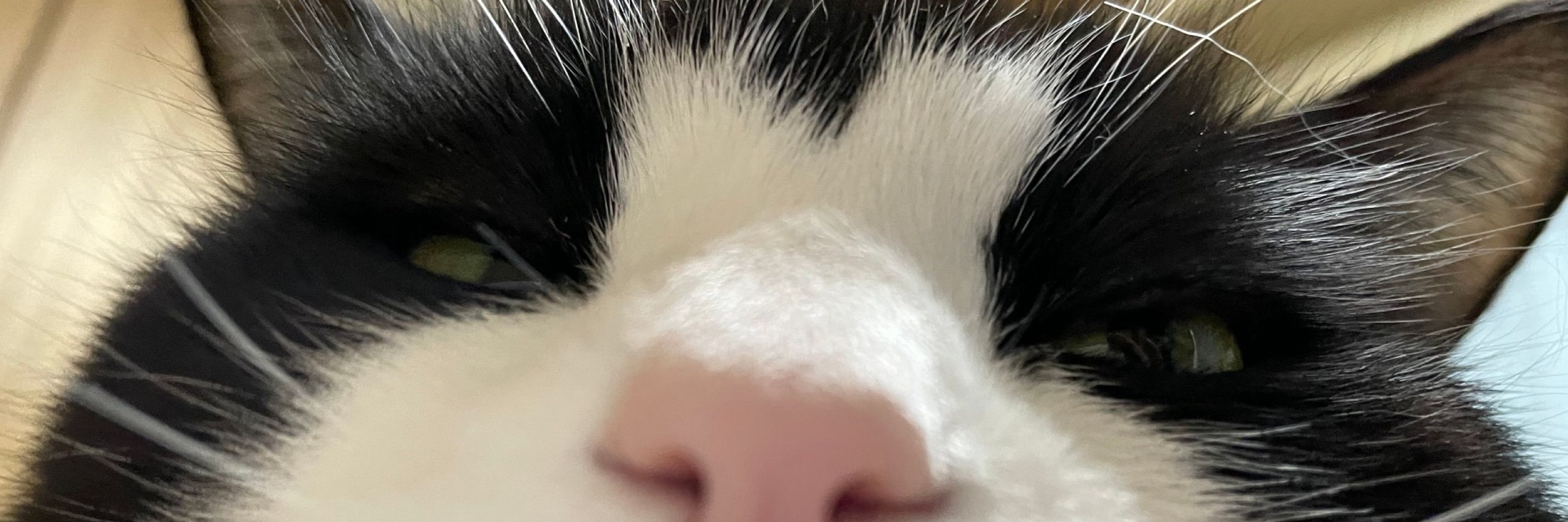 メルウニ🐈‍⬛🐈