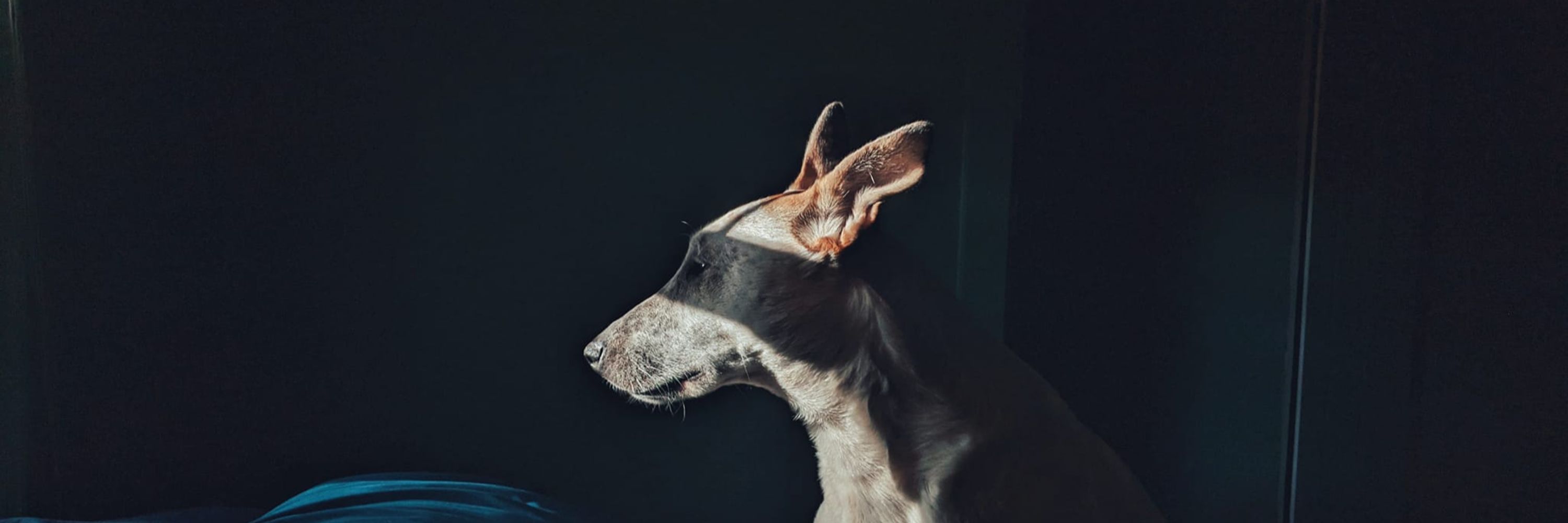 Jessi Southern (Mikos)
