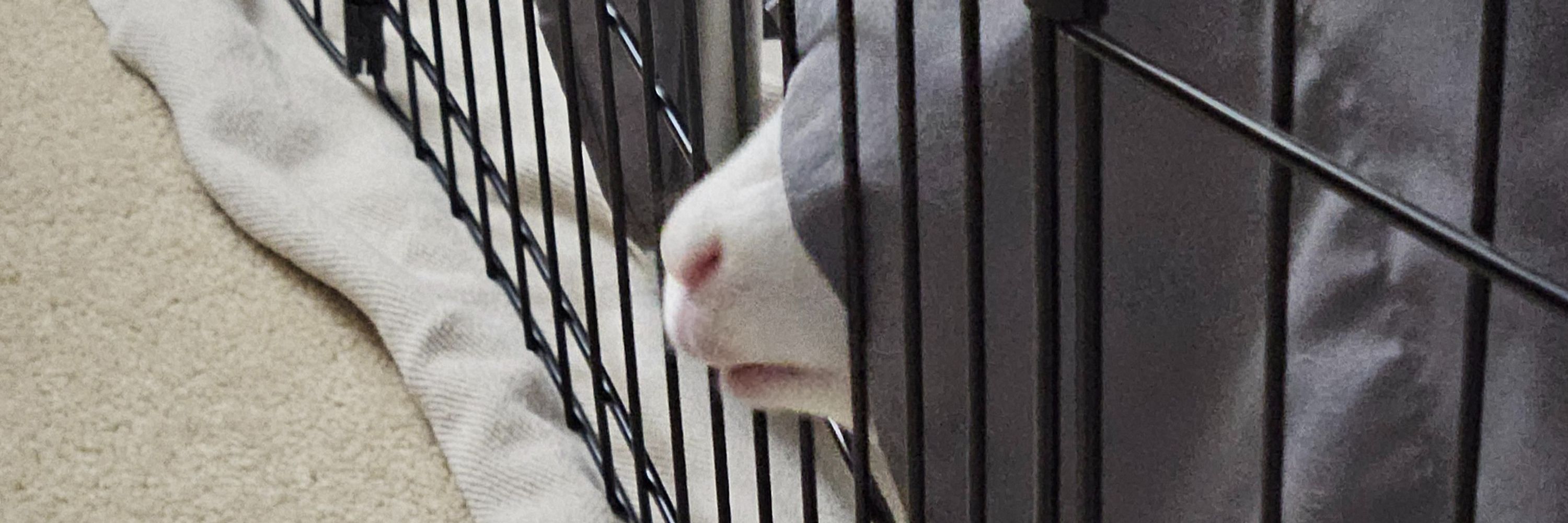 RabbitKing