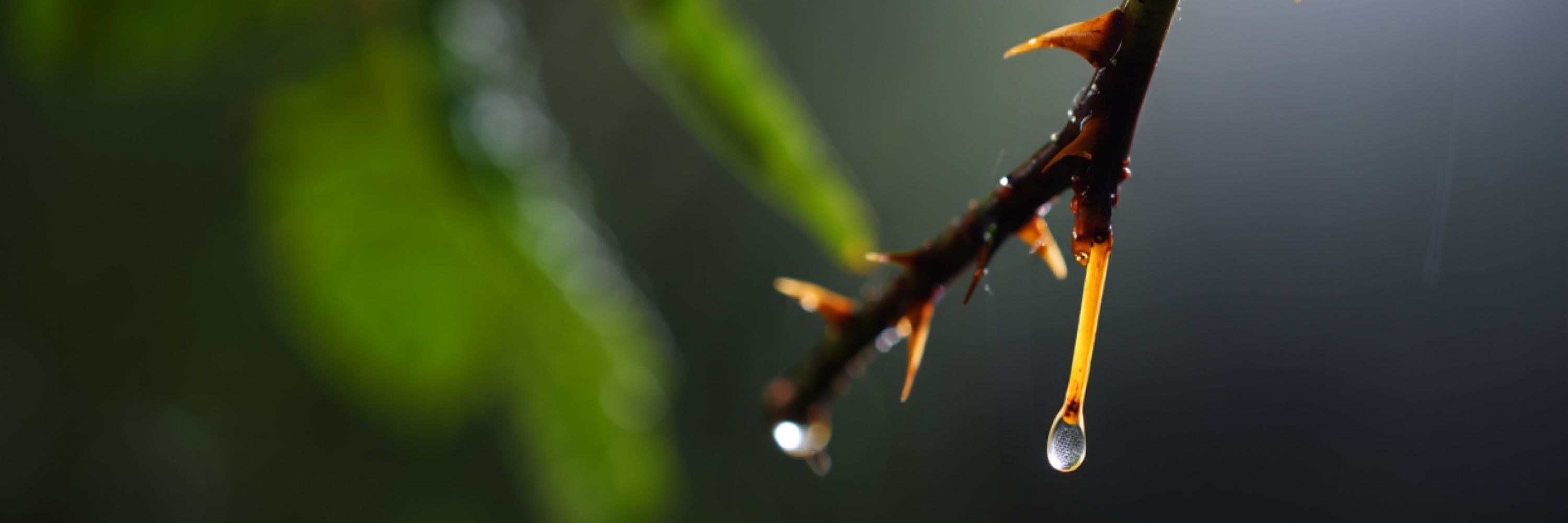 Never Mind The Rain