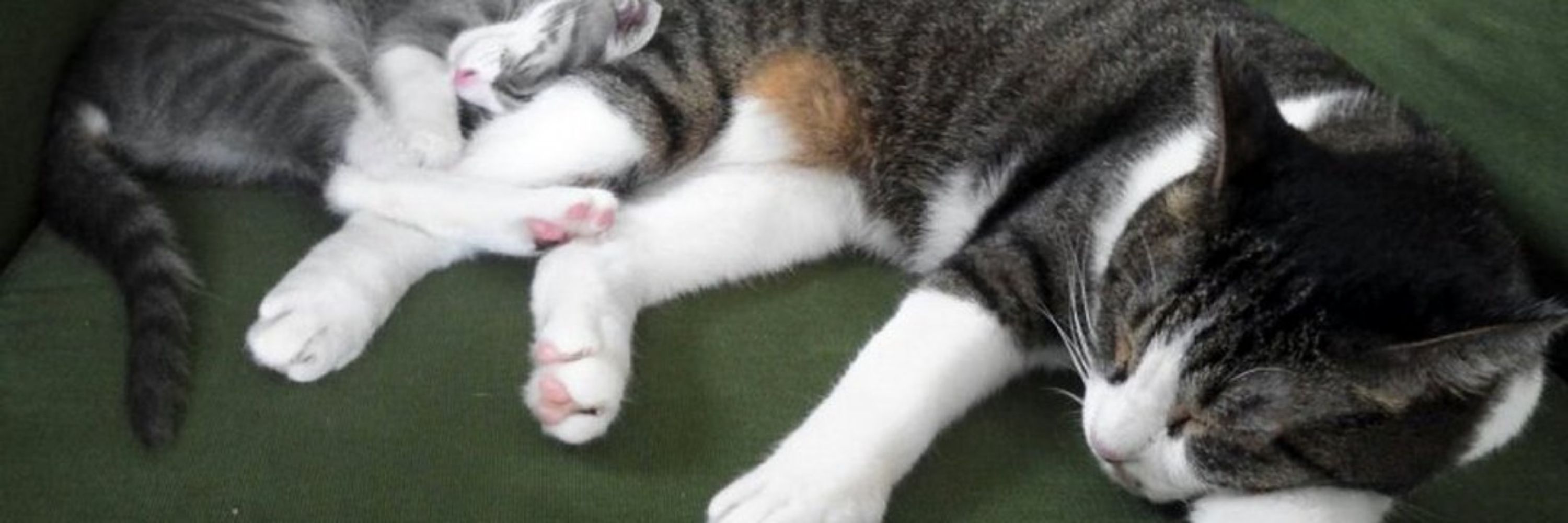 猫塚ジーク